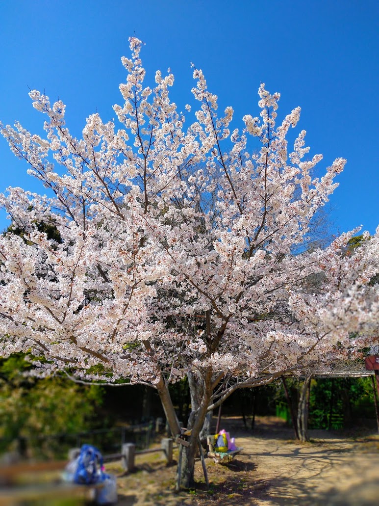 IMG_20200407_142941-EFFECTS