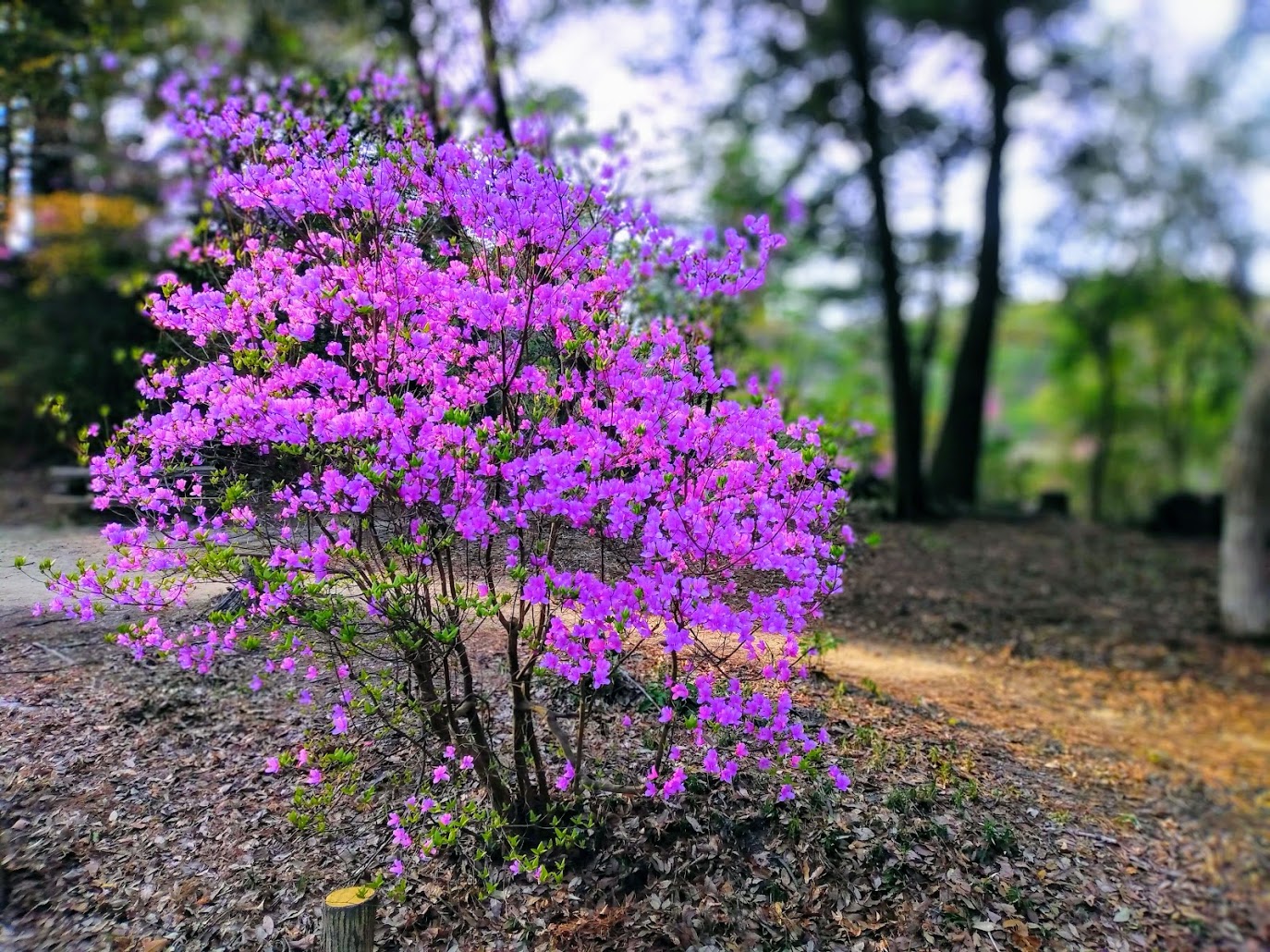 IMG_20200411_170751-EFFECTS