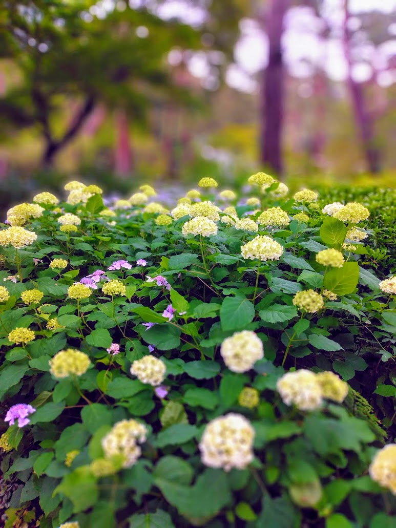 IMG_20200619_172602-EFFECTS