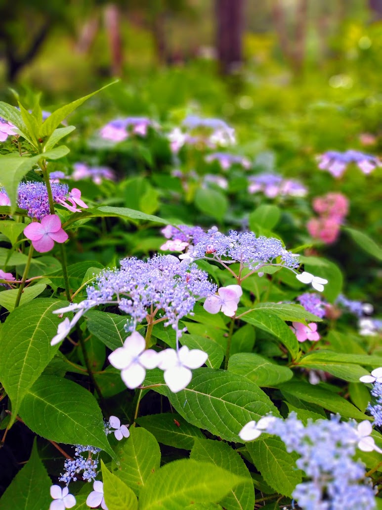 IMG_20200619_172612-EFFECTS