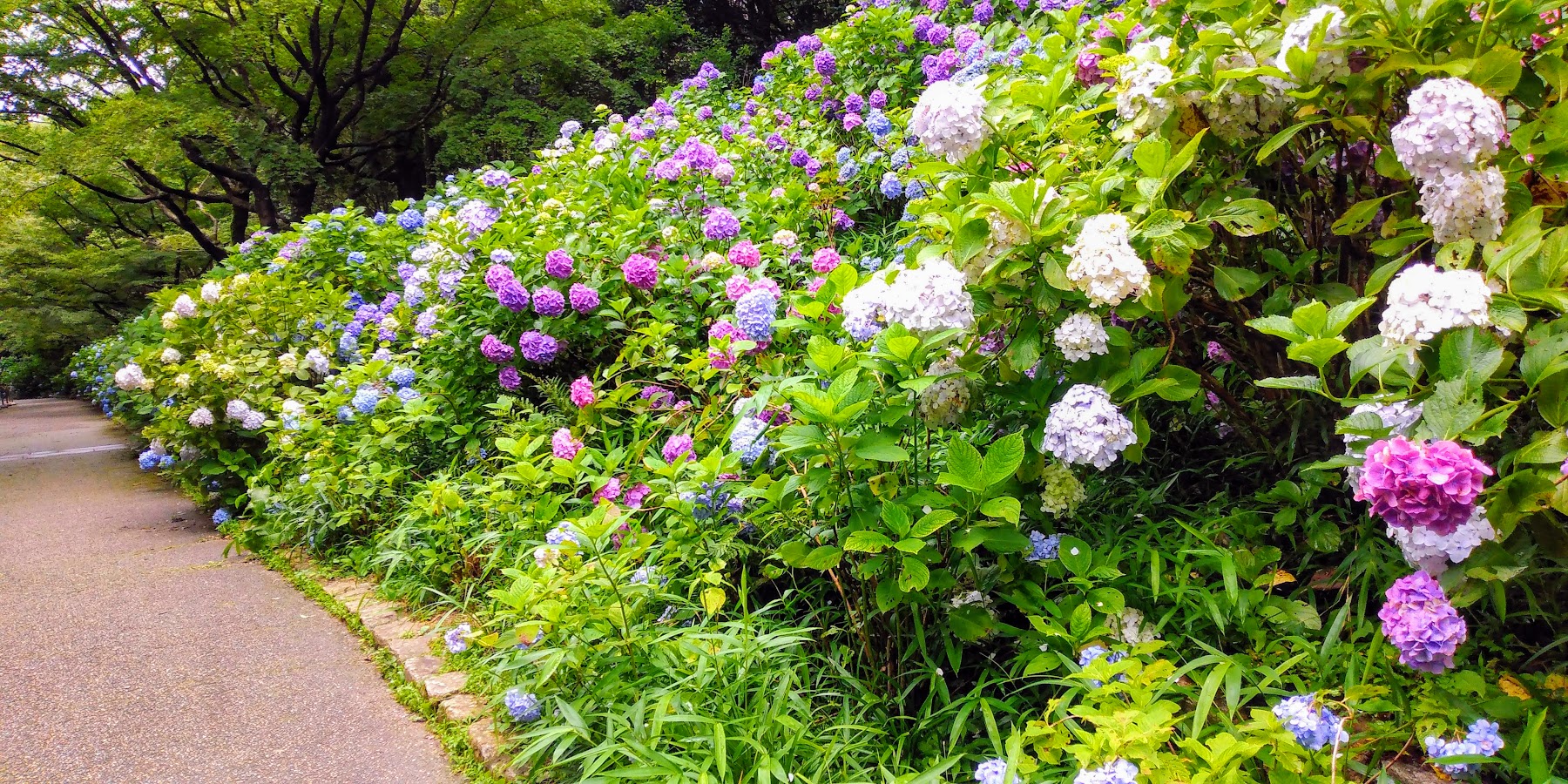 IMG_20200709_123512-EFFECTS